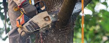 Professional Tree Care in Sunbury, OH