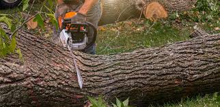 How Our Tree Care Process Works  in  Sunbury, OH