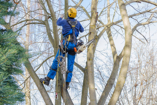 Best Hazardous Tree Removal  in Sunbury, OH