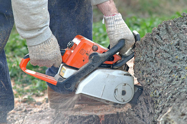 Best Storm Damage Tree Cleanup  in Sunbury, OH