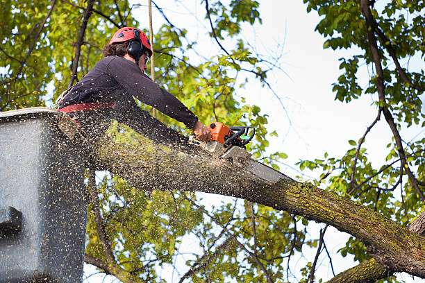 Best Lawn Watering Services  in Sunbury, OH