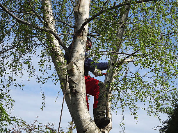 Best Firewood Processing and Delivery  in Sunbury, OH